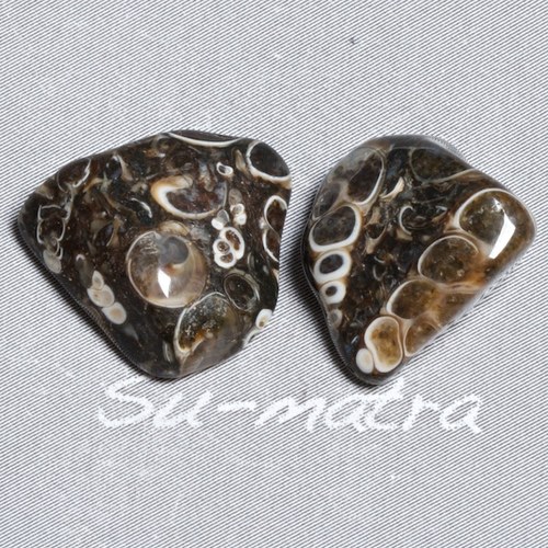 Turritella - pár — foto 2