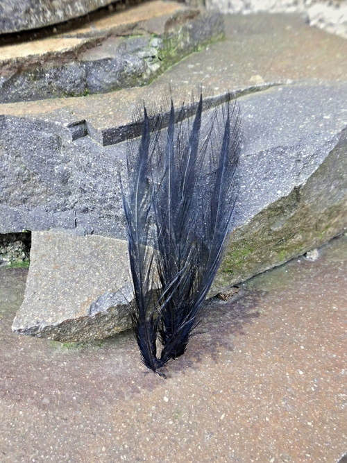 Pierka kohút čierny — foto 2