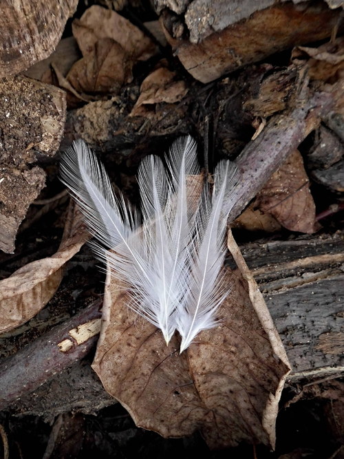 Pierka kohút biely — foto 2