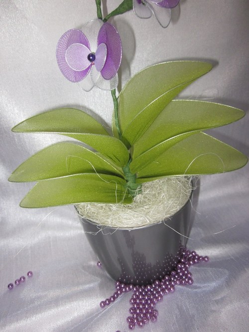 ***Fialovo-Bílá Orchidej*** — foto 5