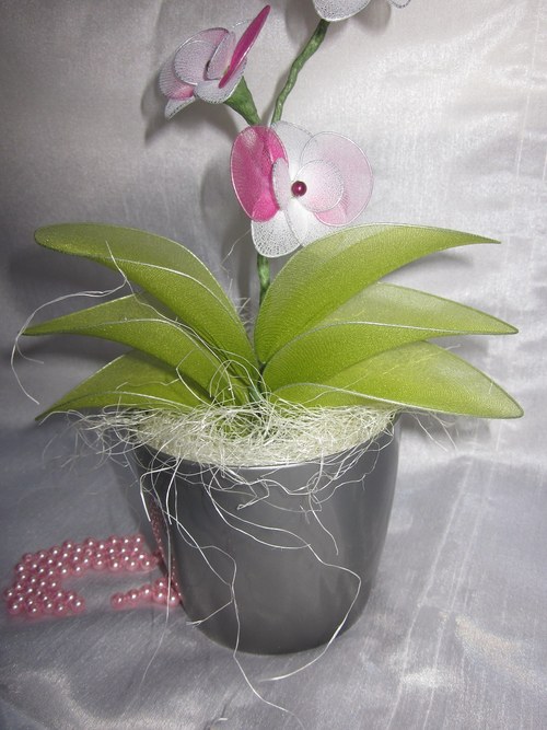 ***BÍLO-RŮŽOVÁ ORCHIDEJ*** — foto 5
