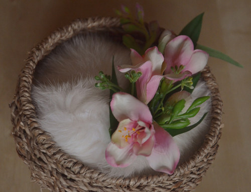 Růžová frézie — foto 3