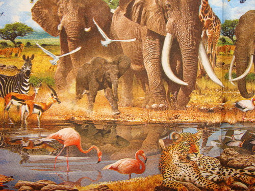 Safari IV. — foto 2