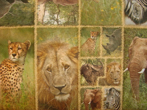 Safari V. — foto 3