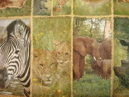 Safari V. — foto 4