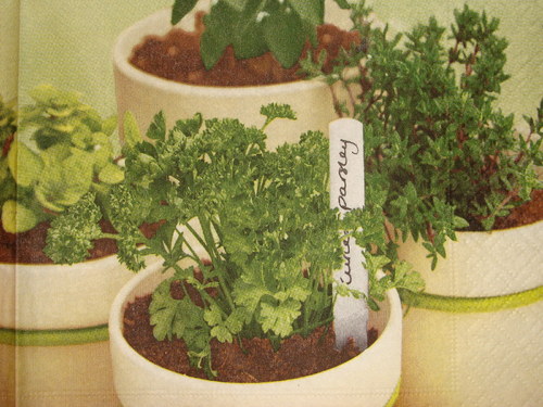 Bylinky v květináči — foto 2
