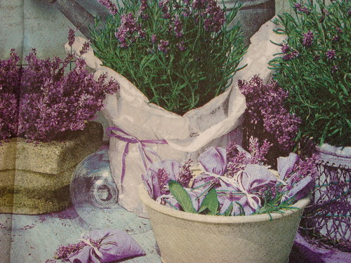 Levandulové zátiší — foto 3