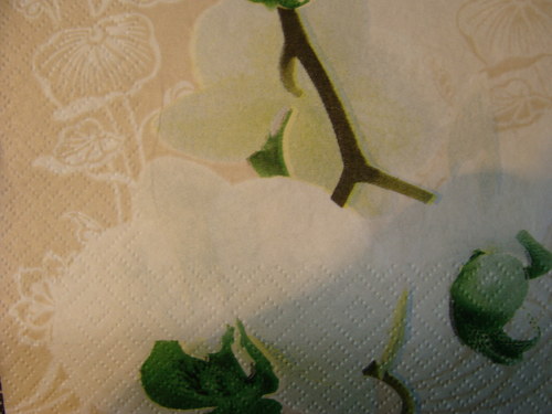 Bílá orchidej — foto 2