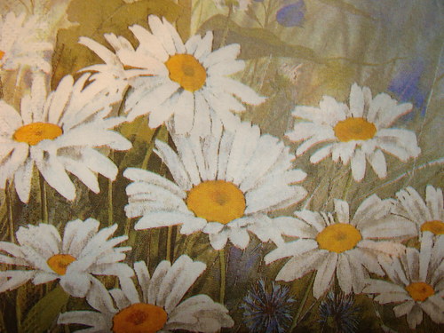 Kopretiny — foto 2