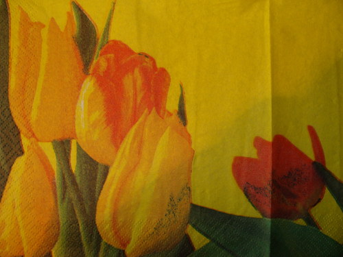Žluté tulipány III. — foto 2