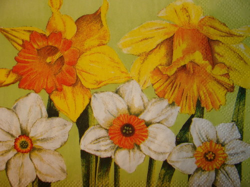 Narcisy — foto 2