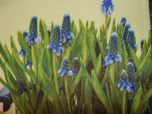Modřence — foto 2