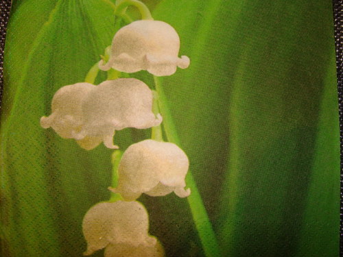 Konvalinky III. — foto 2
