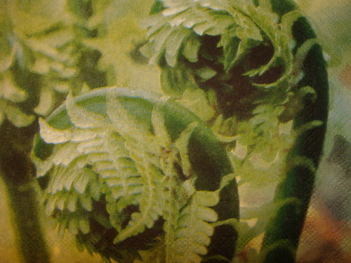 Kapradiny — foto 2