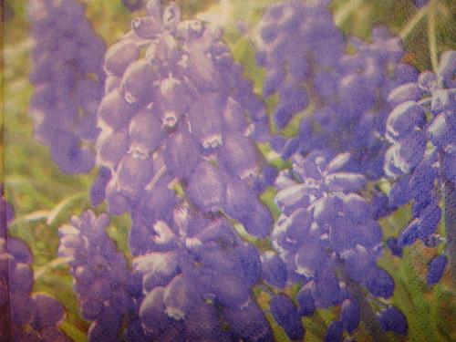 Modřence — foto 2