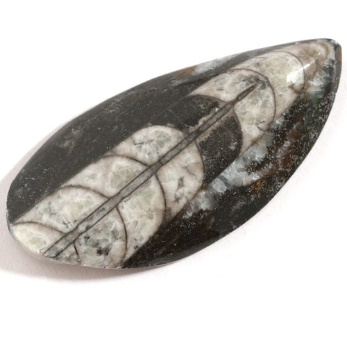 Orthoceras — foto 2