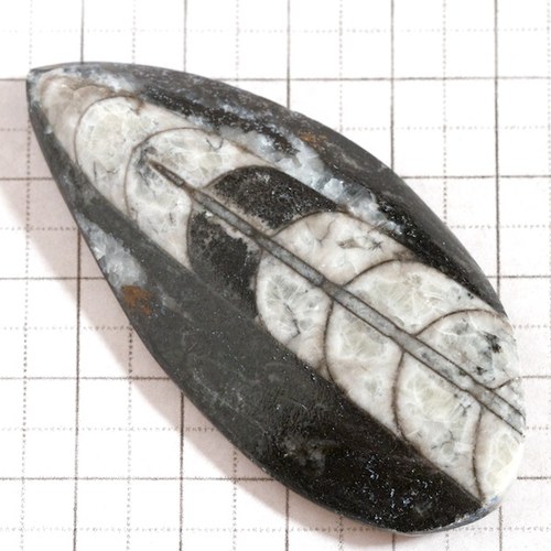 Orthoceras — foto 3