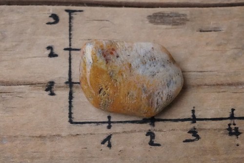 Korál zkřemenělý B5609 — foto 2
