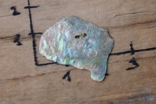 Paua mušle B5632 — foto 3