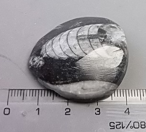 Orthoceras B780 — foto 2