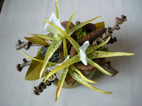 Divoká orchidea — foto 3