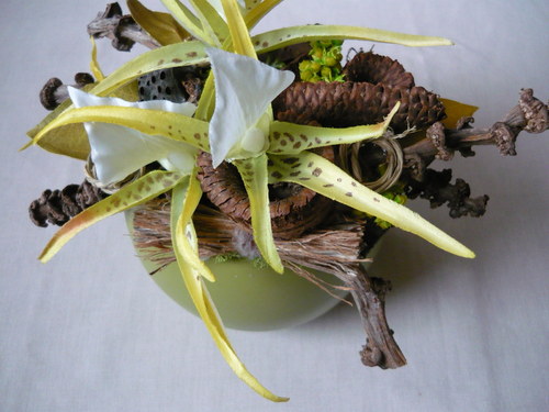 Divoká orchidea — foto 4