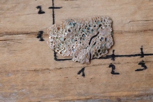 Paua mušle B5728 — foto 3