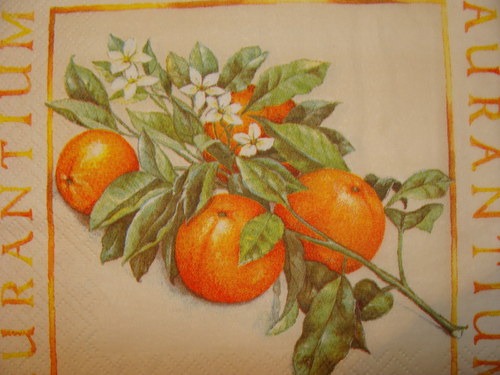 Pomeranče VI. — foto 2