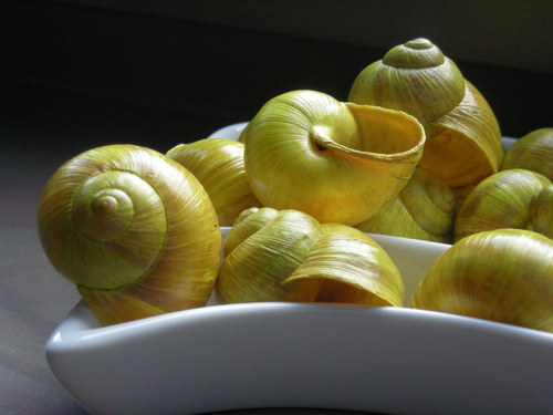 Ulity citronové — foto 3