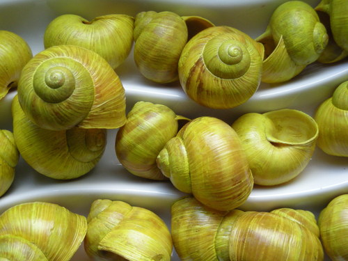 Ulity citronové — foto 4