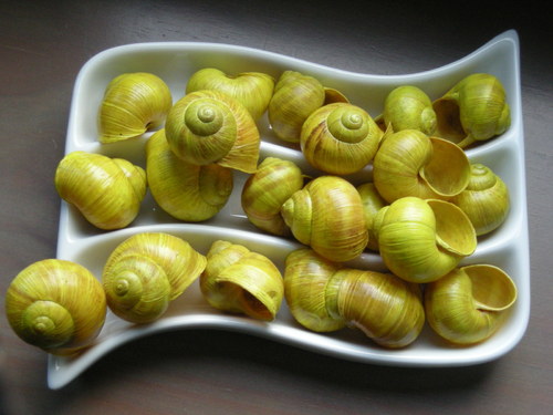 Ulity citronové — foto 5