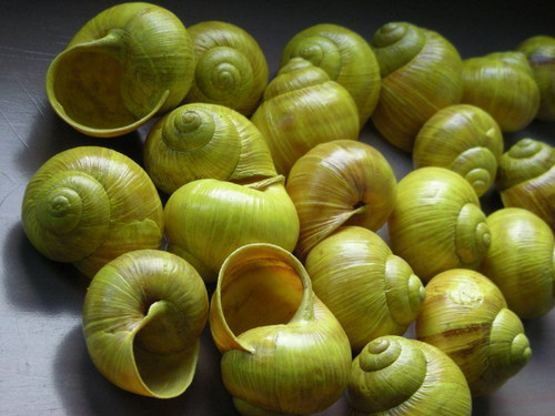 Ulity citronové — foto 6