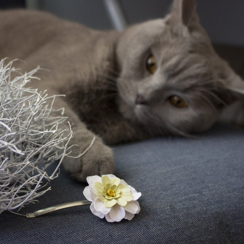 Bílá cínie - spona — foto 2