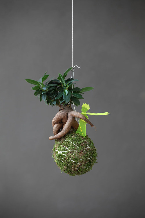Kokedama Ficus Ginseng — foto 2