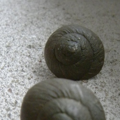 Náušnice ulity — foto 3