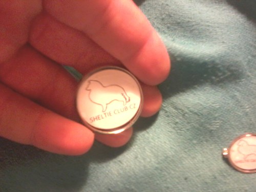 Sheltie — foto 3