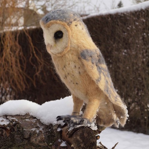 SOVA PÁLENÁ (Tyto alba) — foto 2