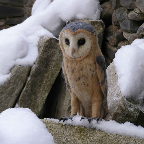 SOVA PÁLENÁ (Tyto alba) — foto 3