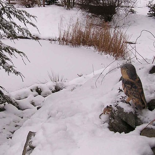 SOVA PÁLENÁ (Tyto alba) — foto 4