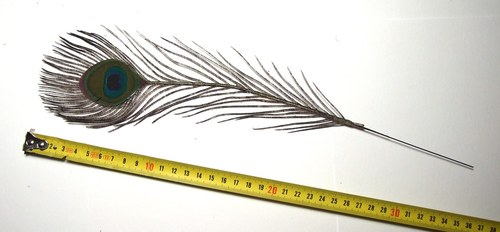 Paví pero umělé, 35 cm — foto 2