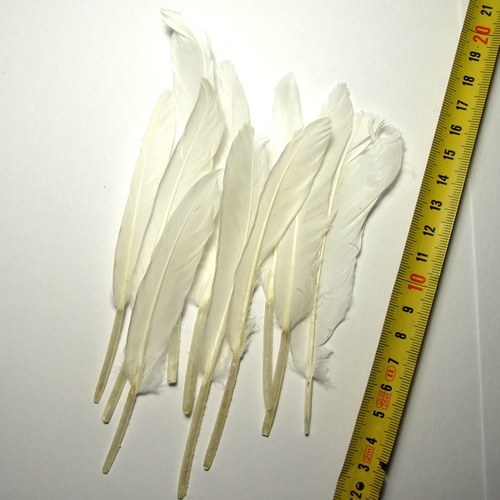 Peří, letky bílé - 10 ks — foto 2