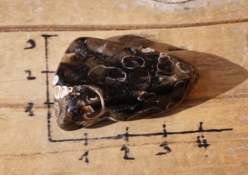 Větší turritella B6715 — foto 2
