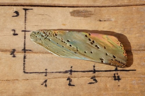 Velká paua mušle B6745 — foto 4