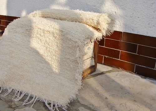Chlupatý smetanový — foto 3