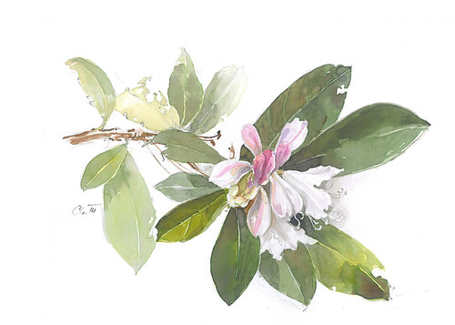 Přáníčko - Rhododendron 1 — foto 2