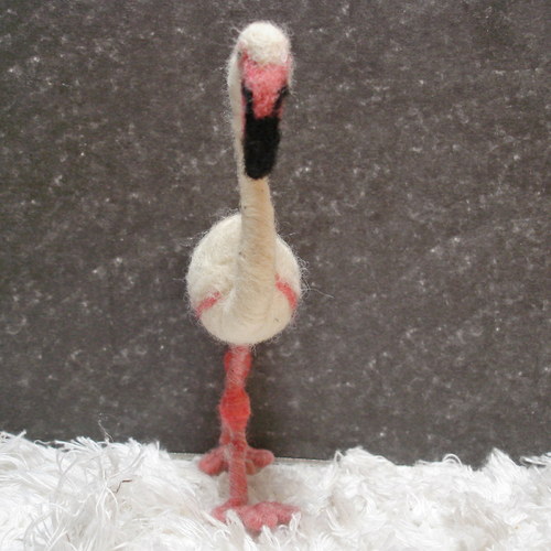 Plameňák — foto 2