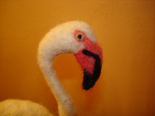 Plameňák — foto 4
