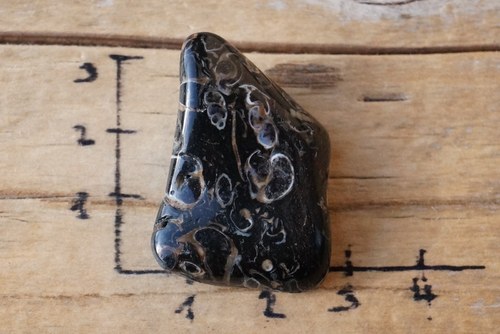 Větší turritella B6781 — foto 2