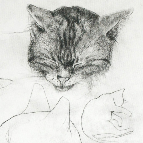 Studie kočky — foto 2