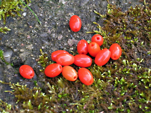 Skleněné oválky, olivky 1 cm. — foto 2